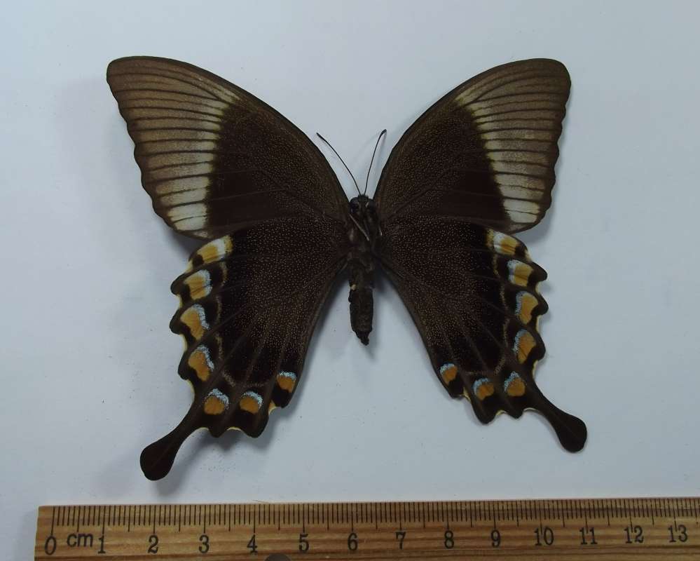 Female - Ventral View<br>(Origin of the Specimen: South Celebes, August 1979)