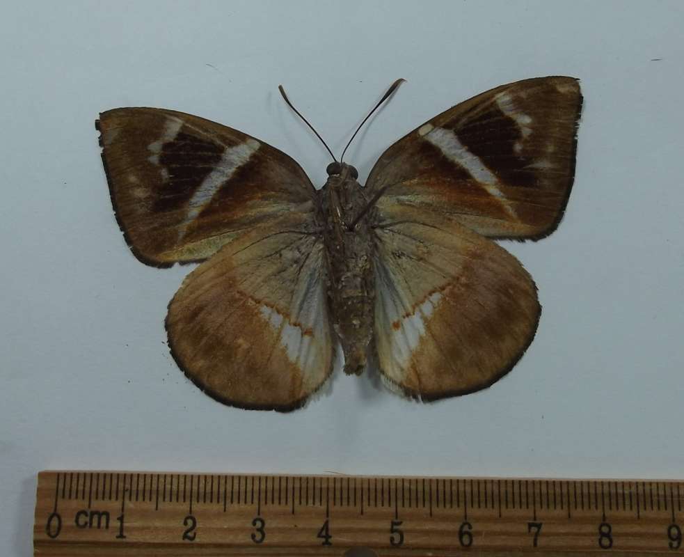 Male - Ventral View<br>(Origin of the Specimen: Costa Rica, March 1998)
