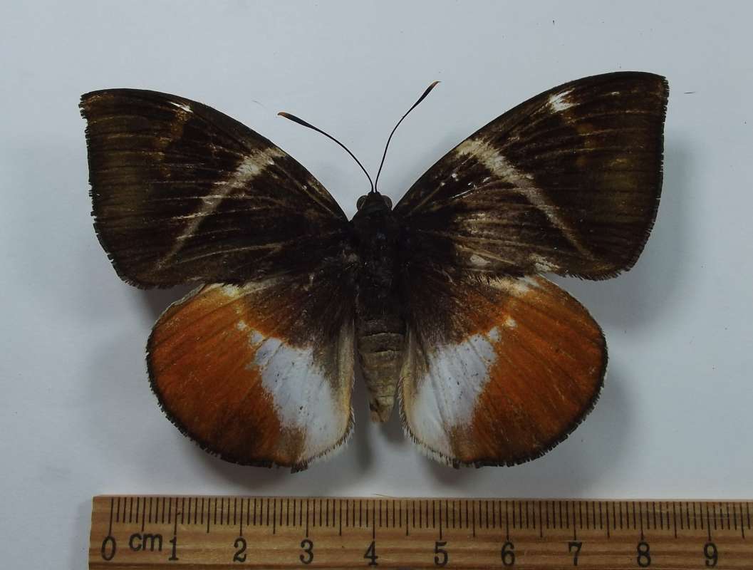 Female - Dorsal View<br>(Origin of the Specimen: Costa Rica, March 1998)