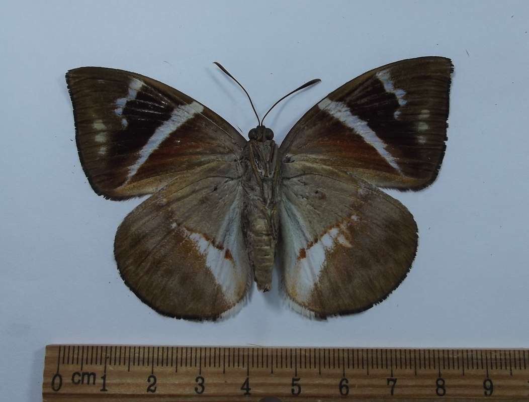Female - Ventral View<br>(Origin of the Specimen: Costa Rica, March 1998)