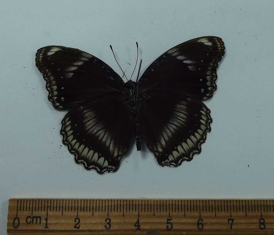 Male - Ventral View<br>(Origin of the Specimen: Laos, April 1998)