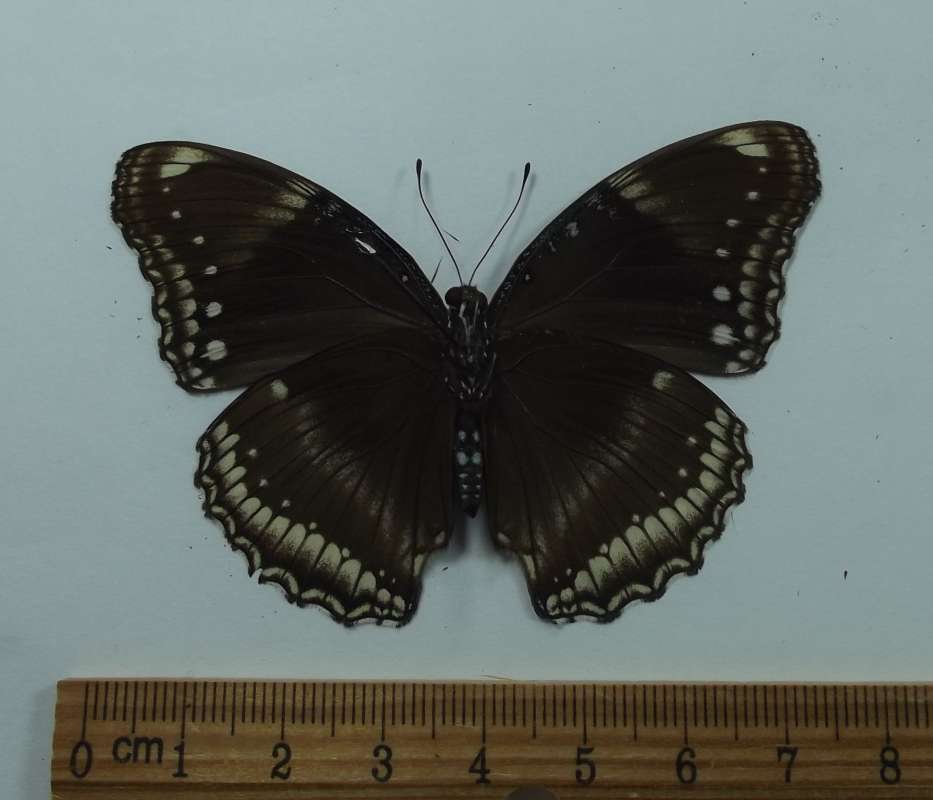 Female - Ventral View<br>(Origin of the Specimen: Laos, April 1998)