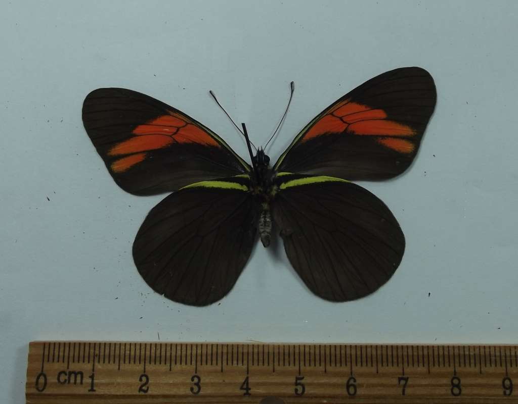 Male - Ventral View<br>(Origin of the Specimen: Costa Rica, March 2002)