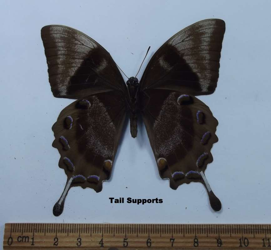 Male - Ventral View<br>(Origin of the Specimen: Kuranda, Q-Land, Aust, May 1961)