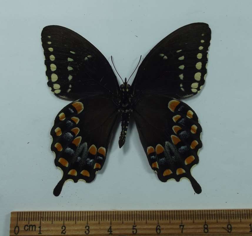 Male - Vnetral View<br>(Origin of the Specimen: Collier County, Florida, Sept 2003)