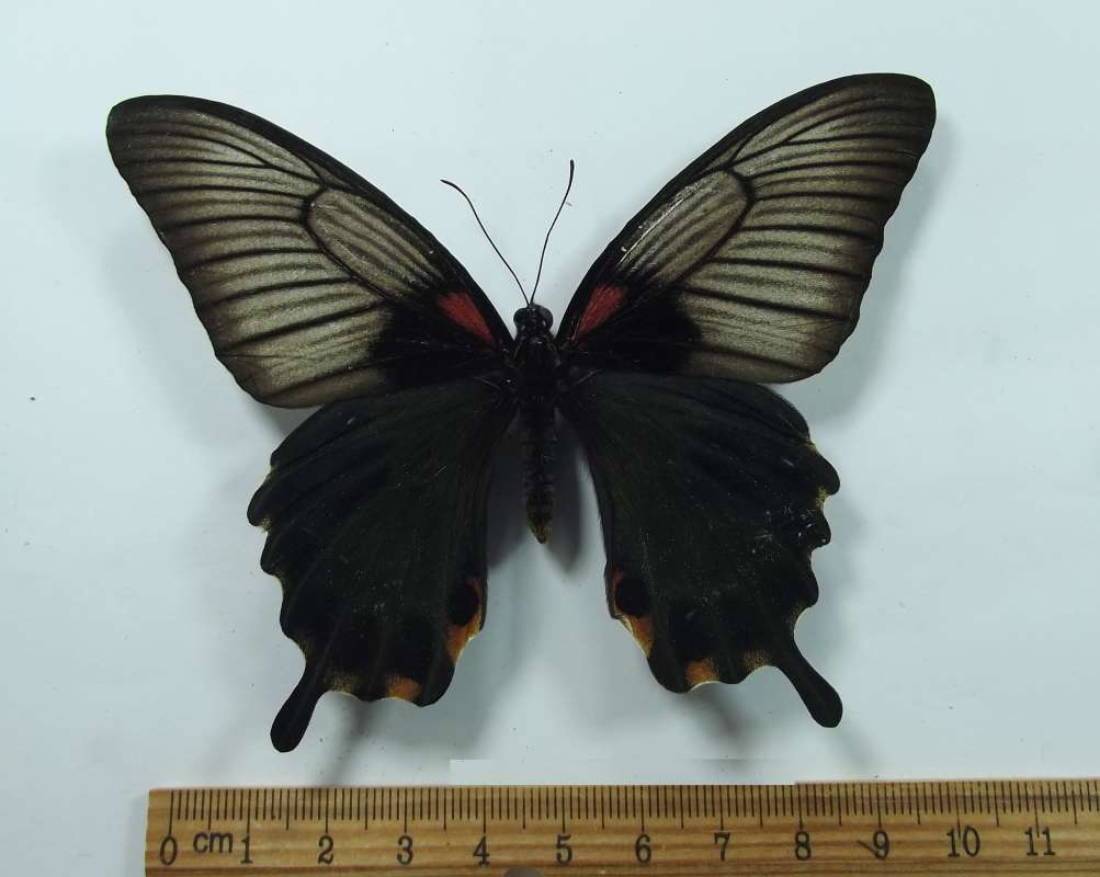 Female -<br>(Origin of the Specimen: Palawan, July 1989)