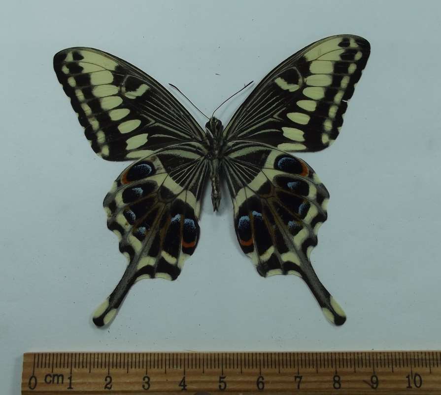 Male - Ventral View<br>(Origin of the Specimen: South Africa, Feb. 1989)