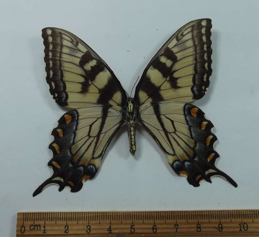Female - Ventral View<br>(Origin of the Specimen: Clay Co, N. Carolina, May 2005)