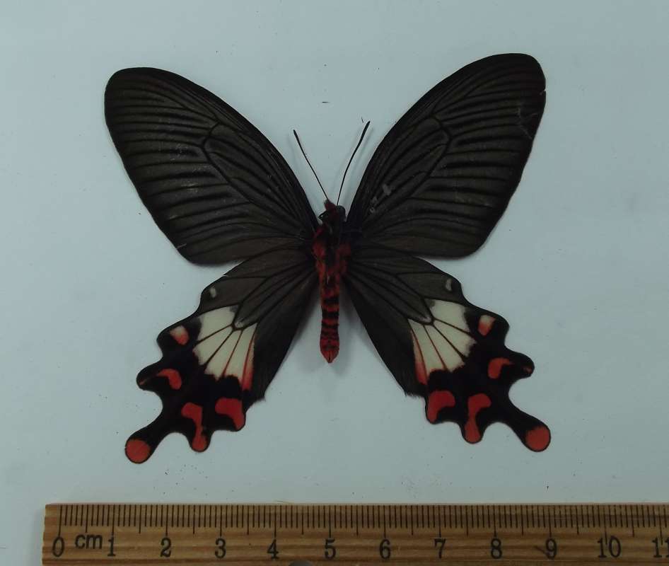 Male - Ventral Viw<br>(Origin of the Specimen: Chudarazi Hills, Burma, May 2002)