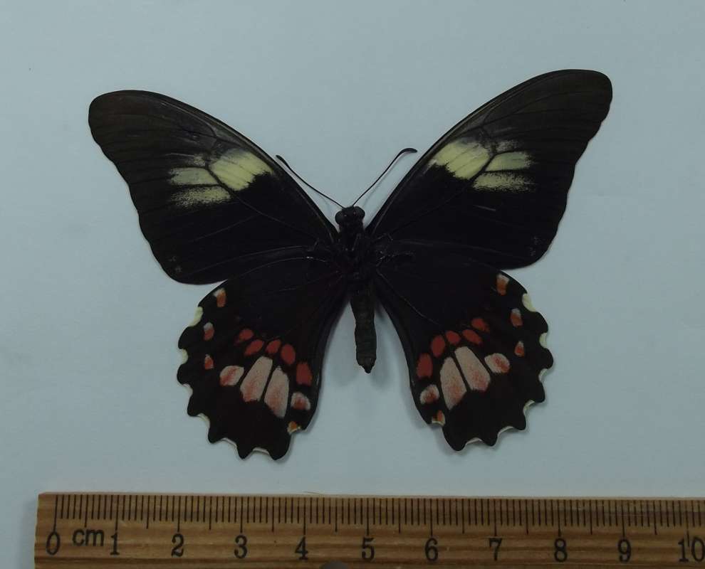 Female - Ventral View<br>(Origin of the Specimen: Panama, May 2012)