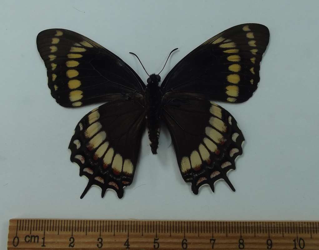 Female - Ventral View<br>(Origin of the Specimen: Paraguay, Apirl 2007)