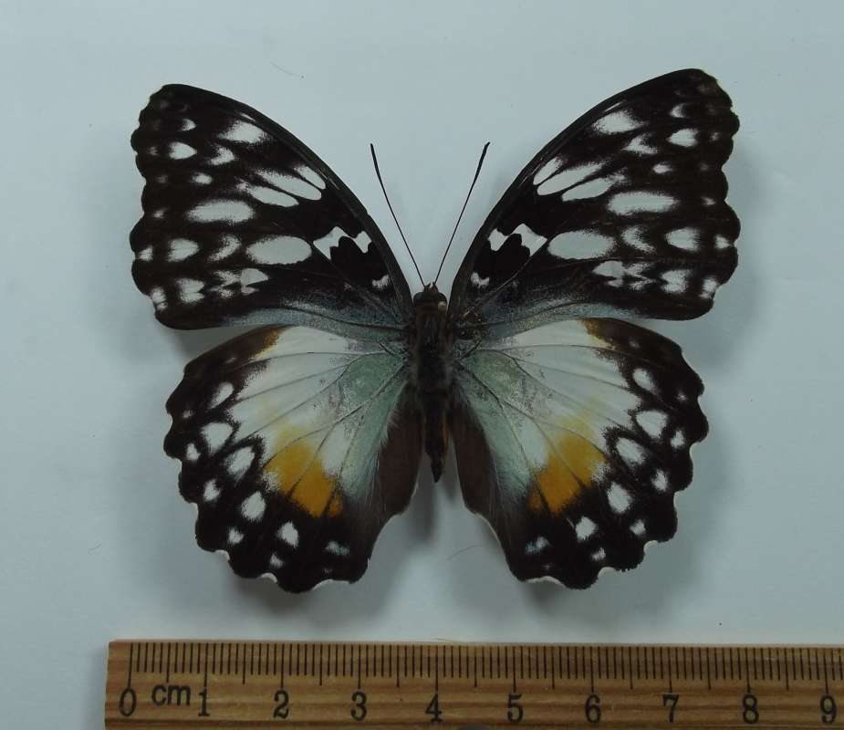 Female - Dorsal View<br>(Origin of the Specimen: Gabon, Sept. 1998)