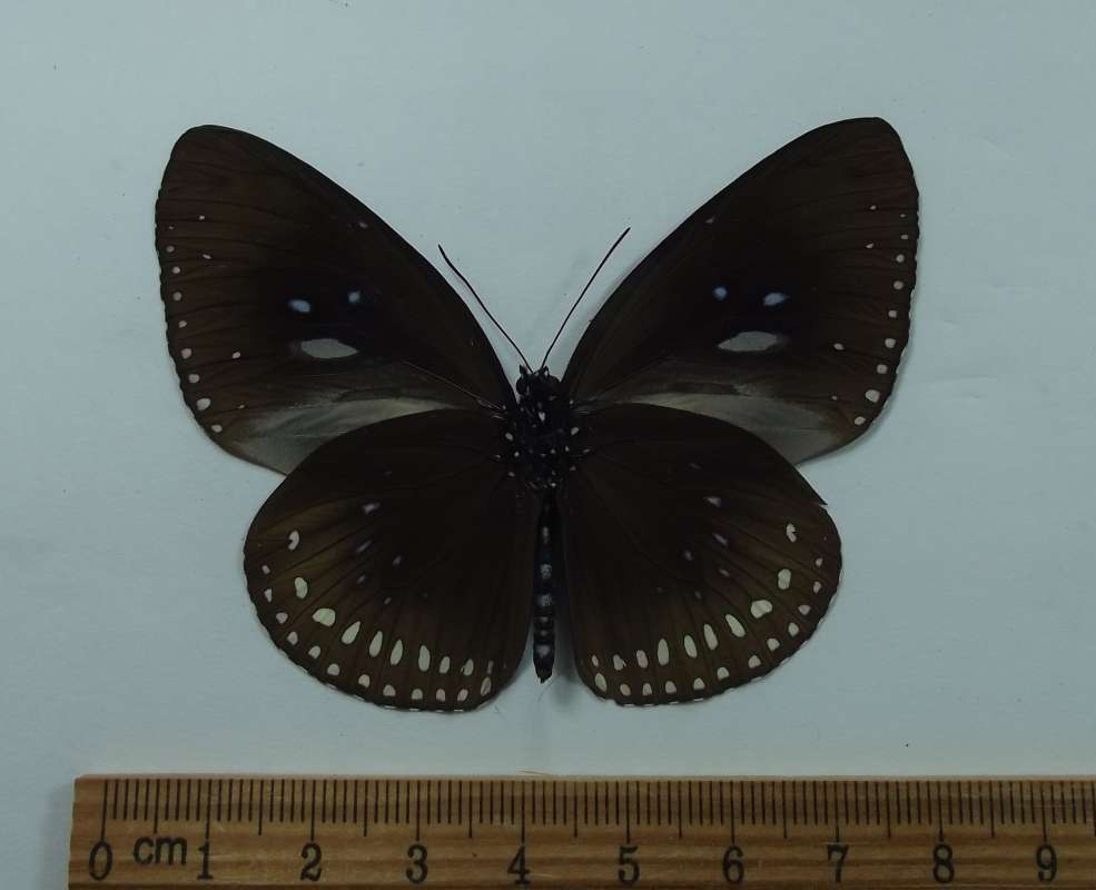 Male - Ventral View<br>(Origin of the Specimen: Bohol, Phil. March 1998)