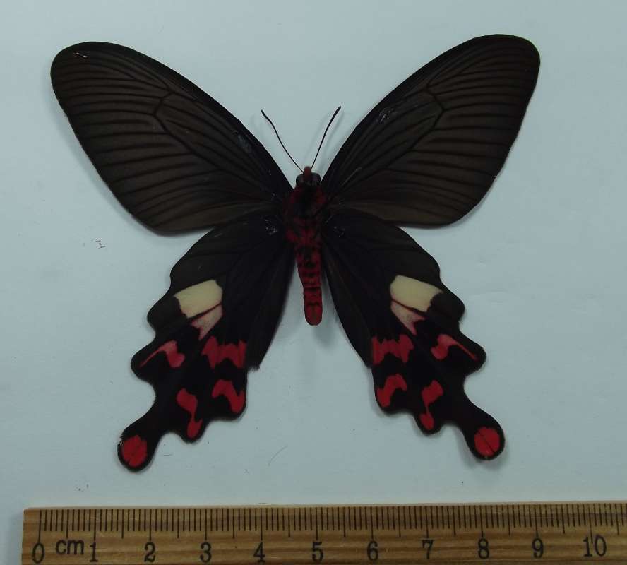 Male - Ventral View<br>(Origin of the Specimen: Taiwan, May 2001)