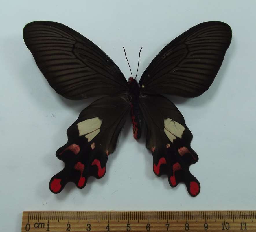 Female - Dorsal View<br>(Origin of the Specimen: Taiwan, May 2001)