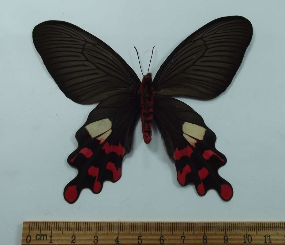 Female - Ventral View<br>(Origin of the Specimen: Taiwan, May 2001)