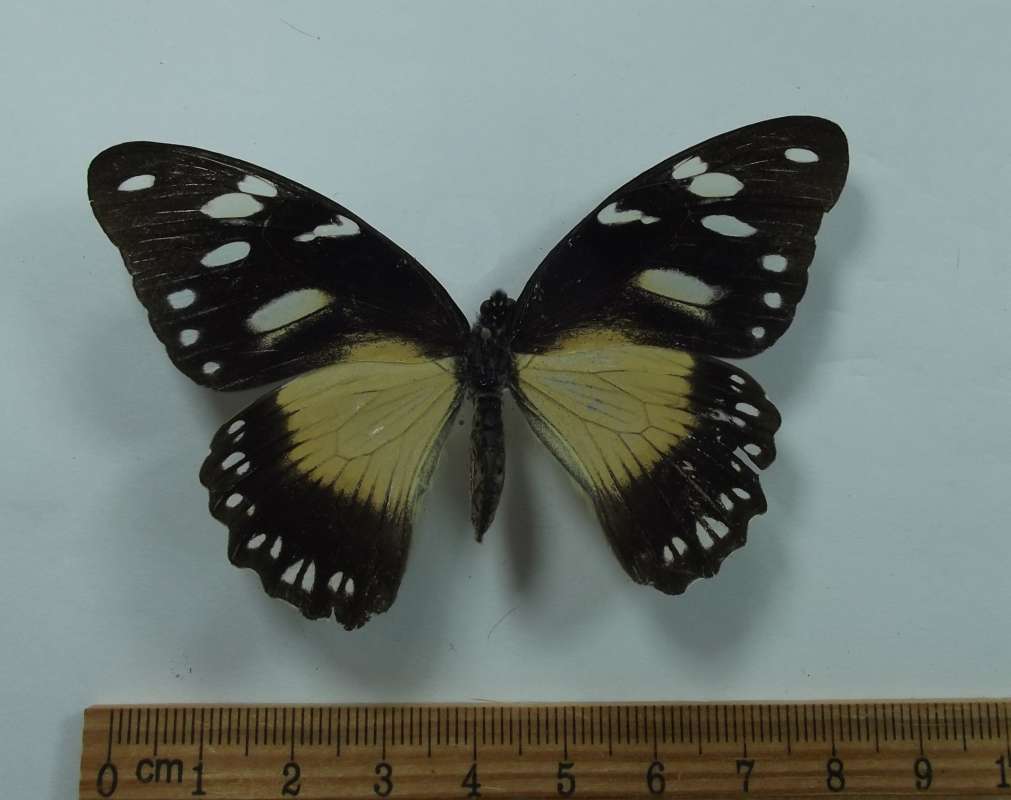 Fml - Dor - Misc White Spots FW,  Pale Yellow RW<br>(Origin of the Specimen: West Tanzania, May 1998)
