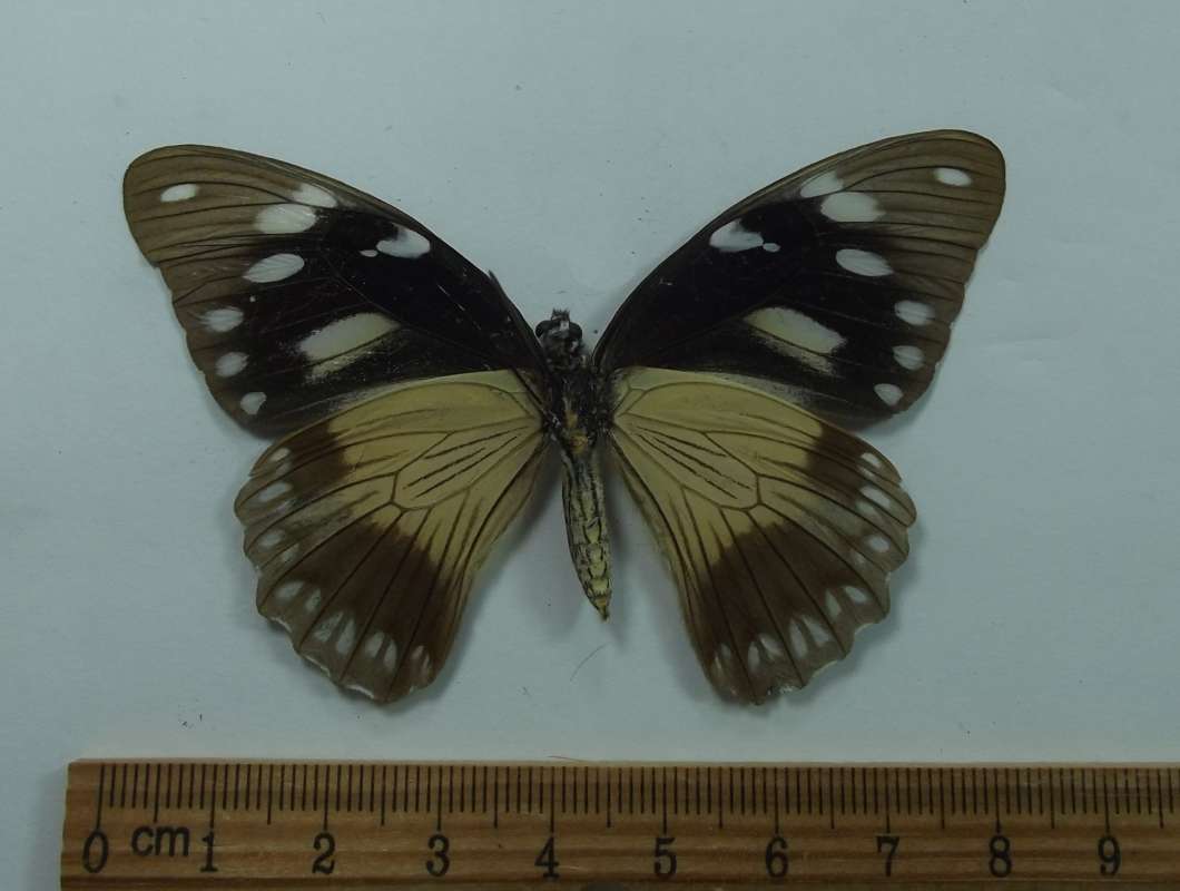 Female - Ventral View - protocenea<br>(Origin of the Specimen: West Tanzania, May 1998)