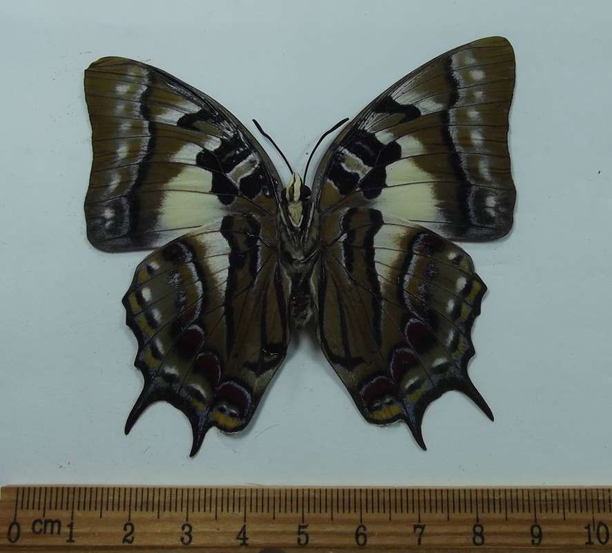 Female - Ventral View<br>(Origin of the Specimen: Bachan, Dec. 1986)