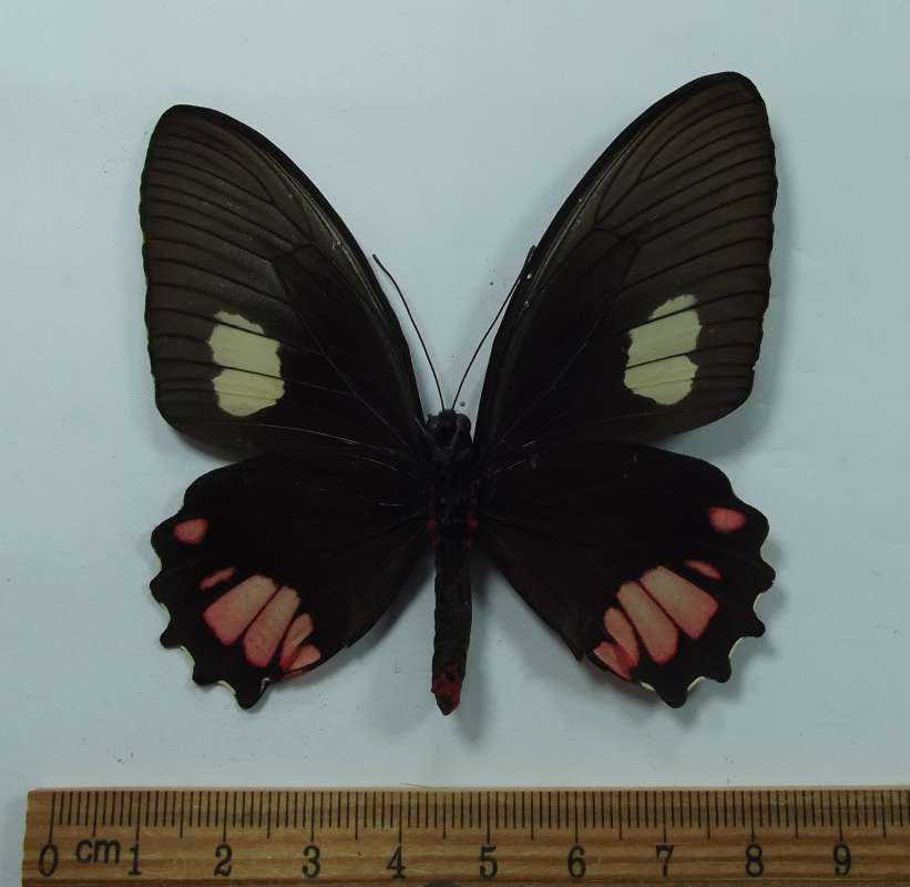 Female - Ventral View<br>(Origin of the Specimen: Missiones, Paraguay)