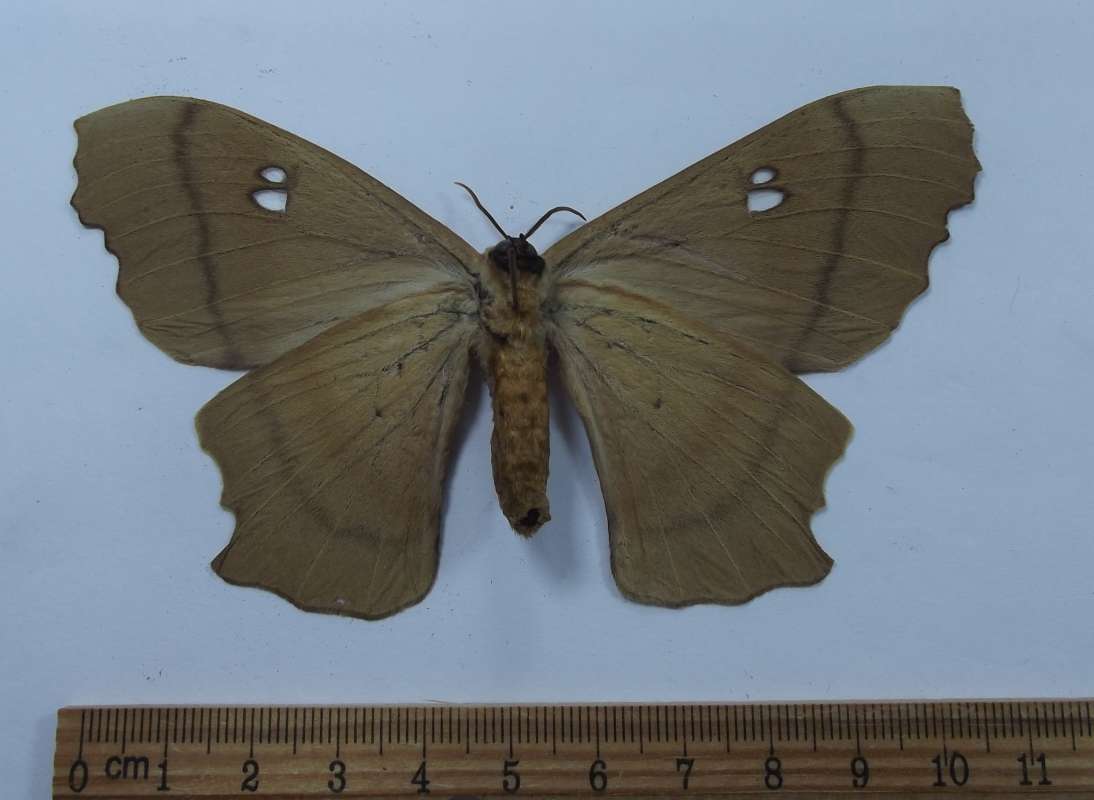 Female - Ventral View<br>(Origin of the Specimen: Guatemala, July 1998)