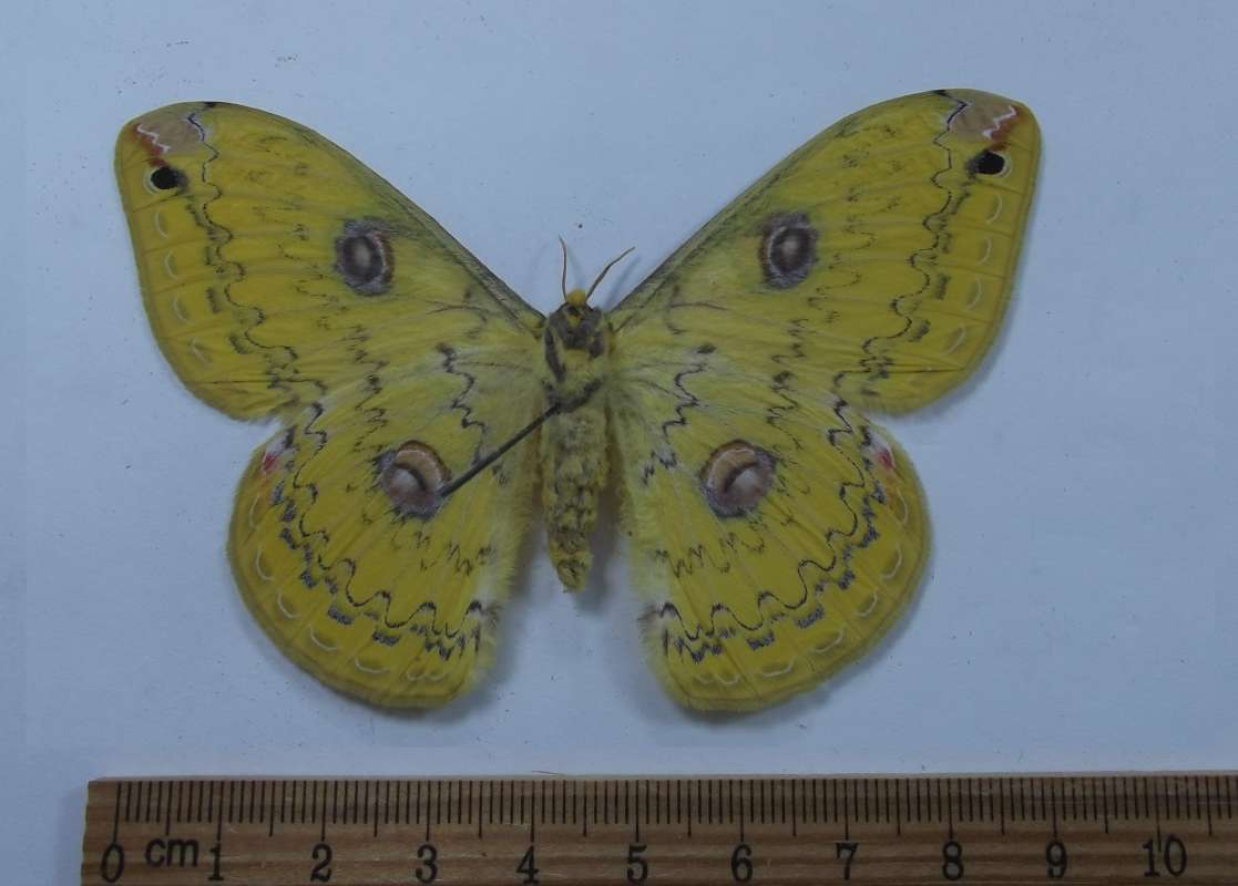 Female - Ventral View<br>(Origin of the Specimen: West Sumatra, April 1998)