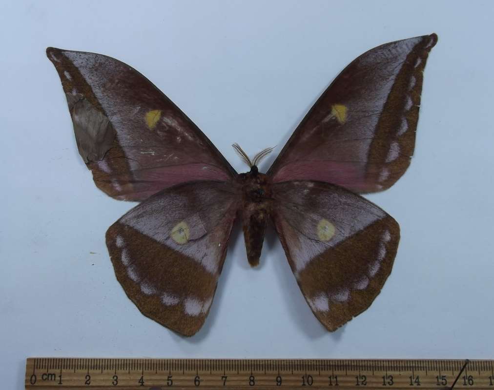Male - Ventral View<br>(Origin of the Specimen: Cameroon, Sept. 2004)