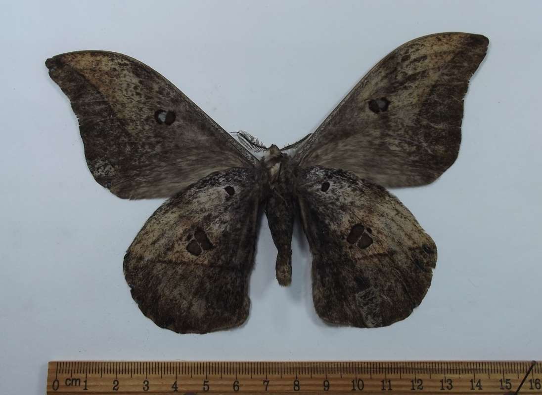 Male - Ventral View<br>(Origin of the Specimen: Ethiopa, November 2014)