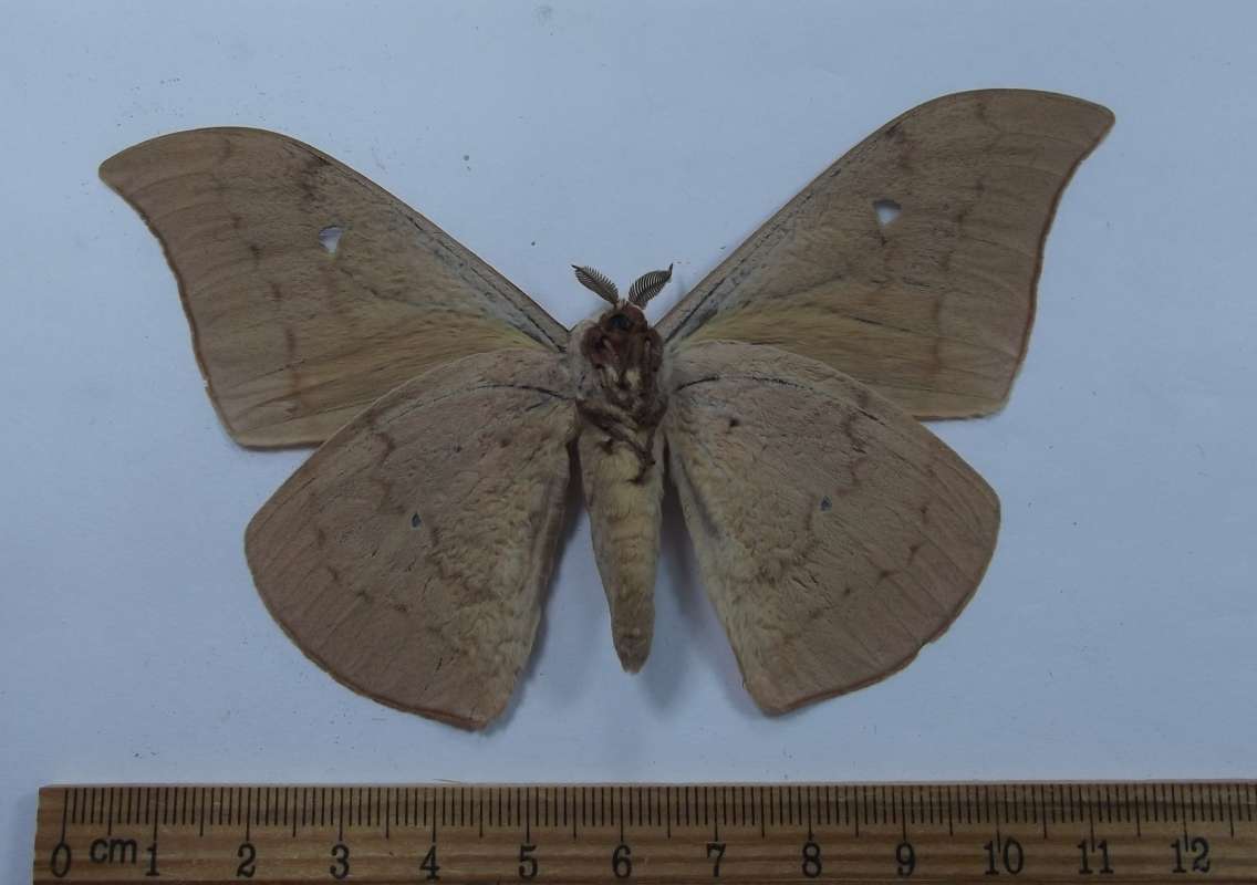 Male - Ventral View<br>(Origin of the Specimen: Niger, August 2007)