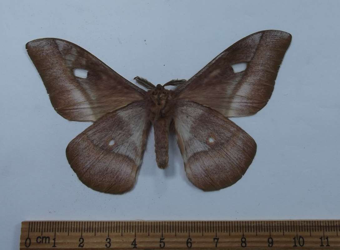 Male - Ventral View<br>(Origin of the Specimen: Tanzania, Feb. 1998)