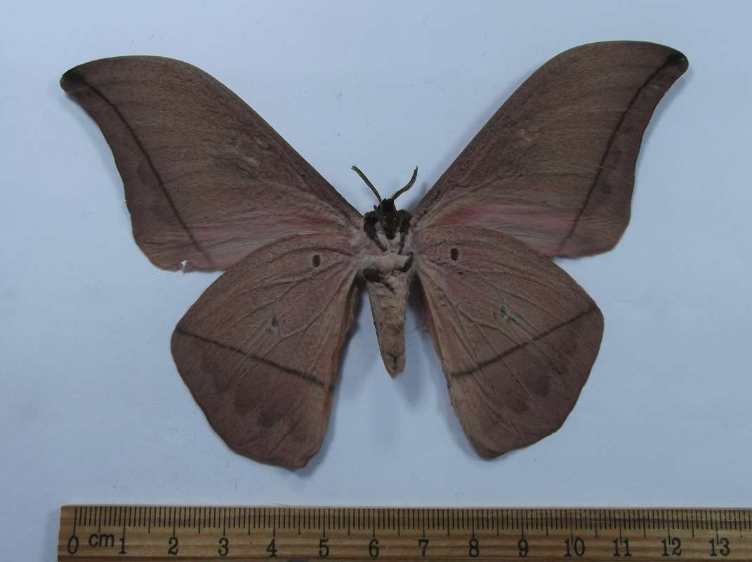 Male - Ventral View<br>(Origin of the Specimen: Tanzania, May 1989)