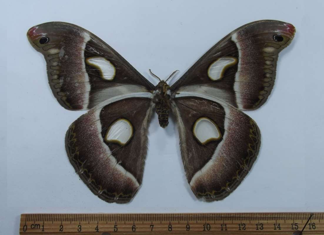 Female - Ventral View<br>(Origin of the Specimen: Zambia, May 1989)