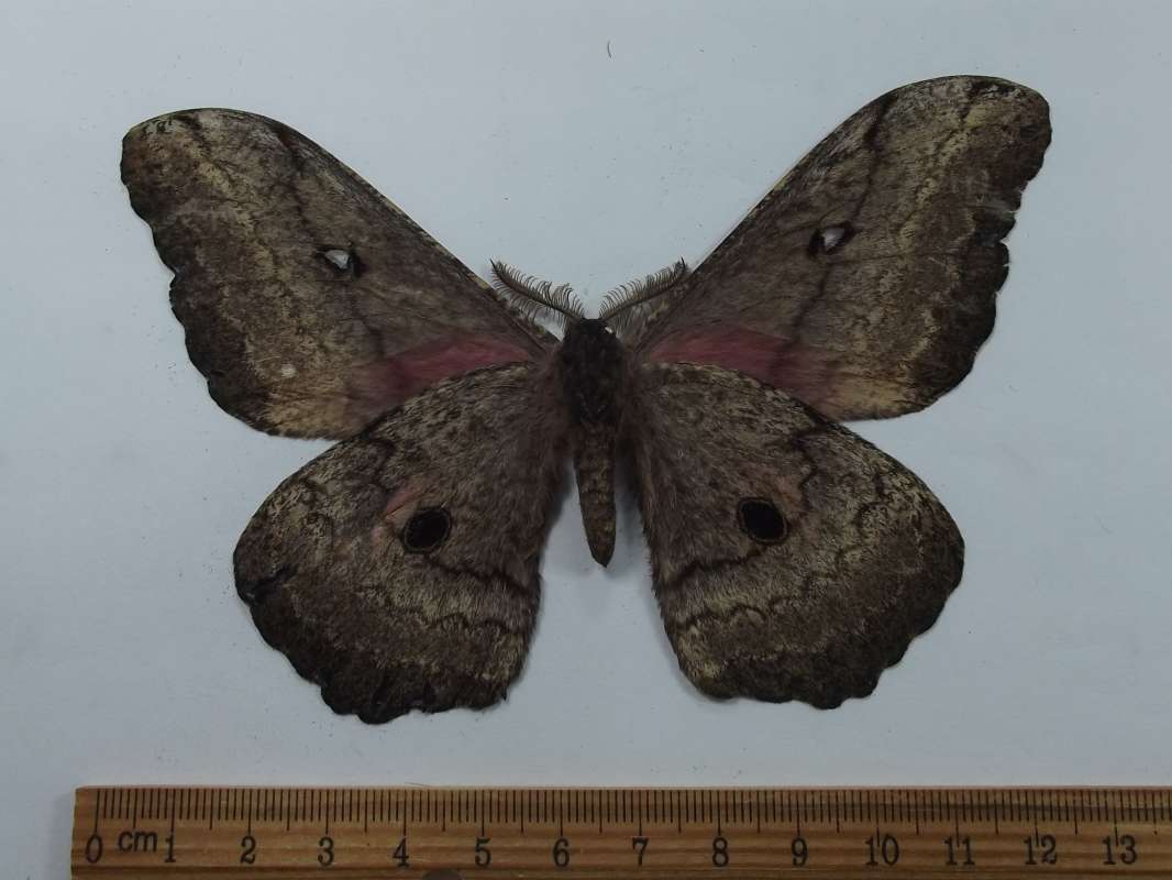 Male - Ventral View<br>(Origin of the Specimen: Ethiopia, Septl 1991)