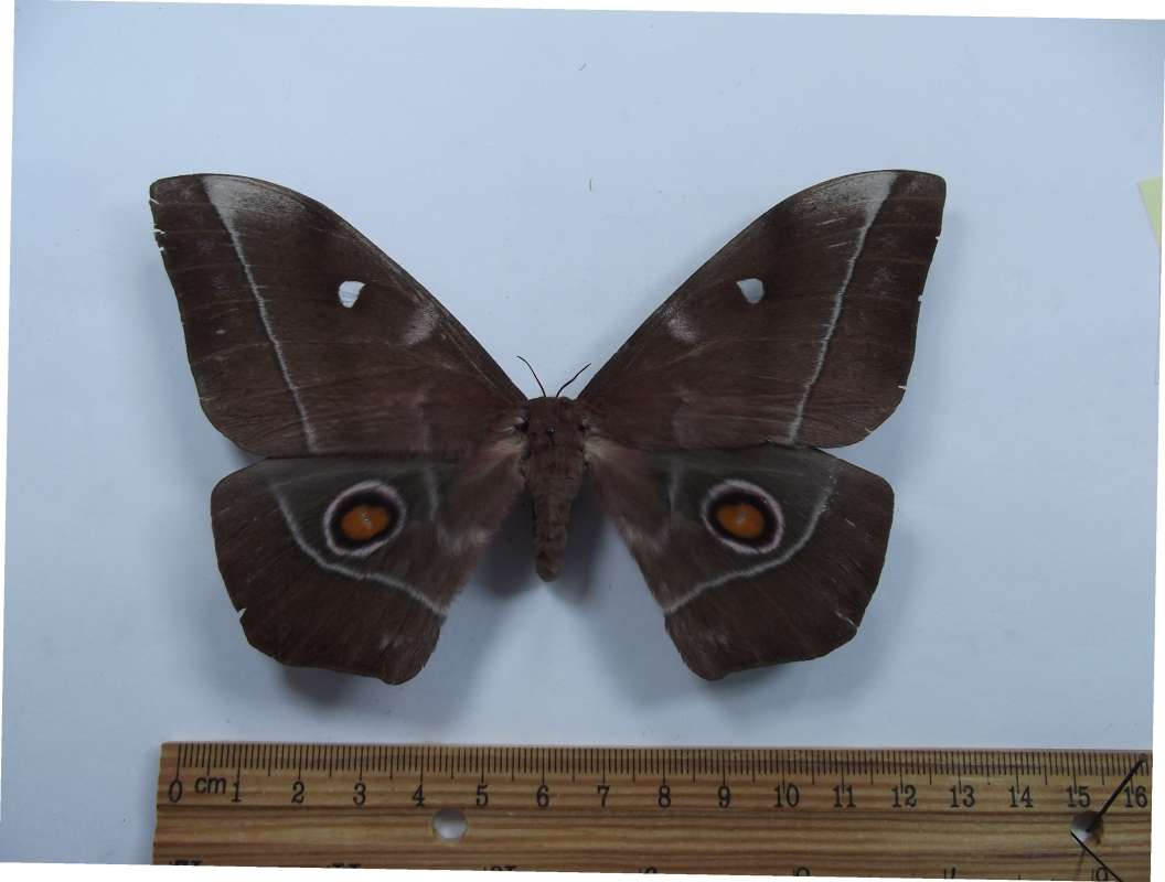 Female - Dorsal View<br>(Origin of the Specimen: Zambia, May 1989)
