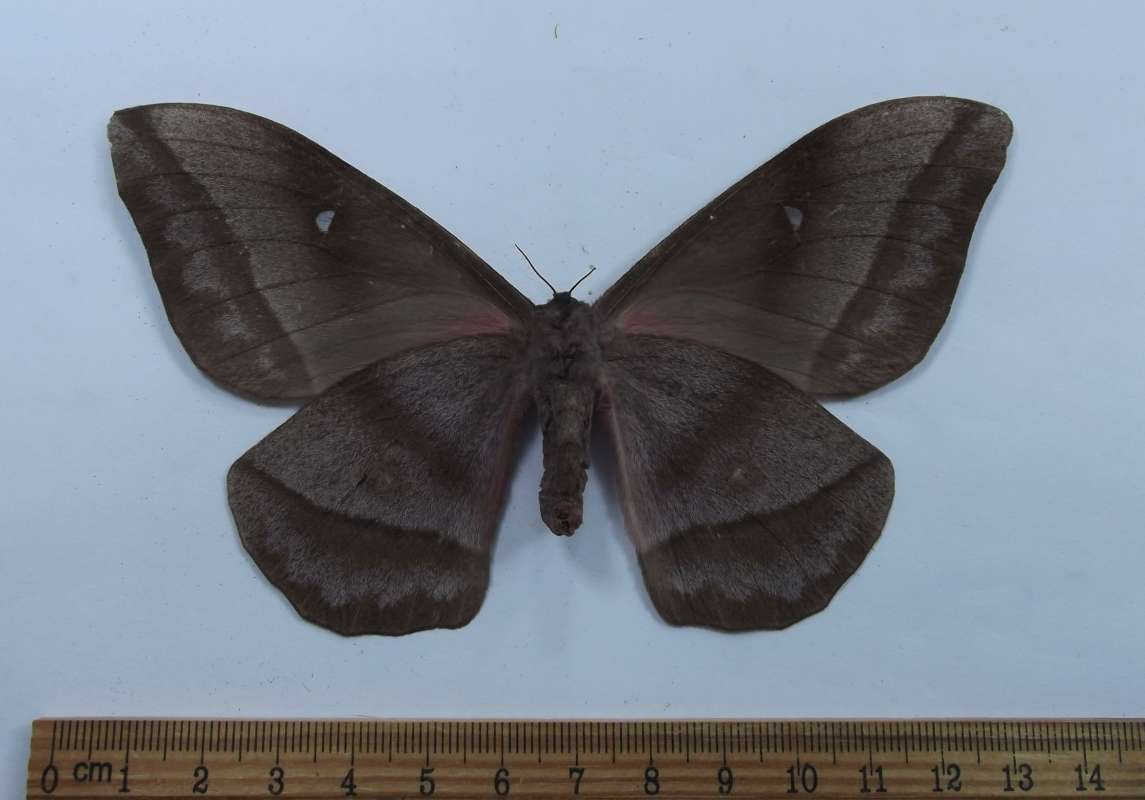 Female Ventral View<br>(Origin of the Specimen: Niger, Sept 2012)