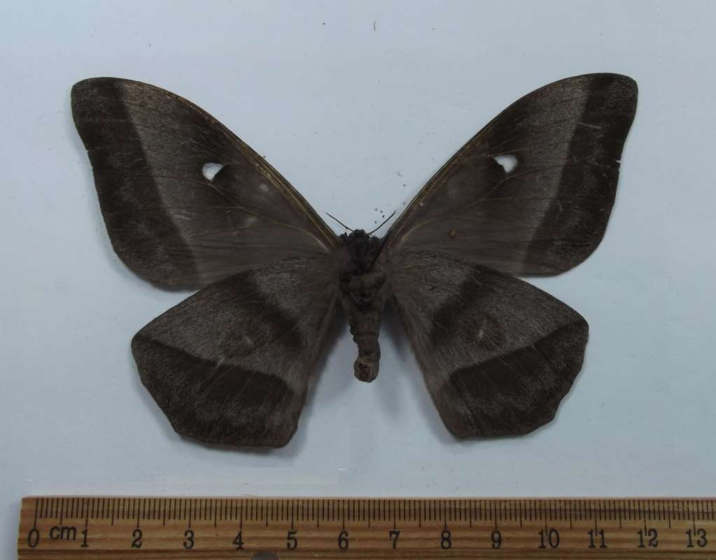 Female - Ventral View<br>(Origin of the Specimen: Niger, April 1998)