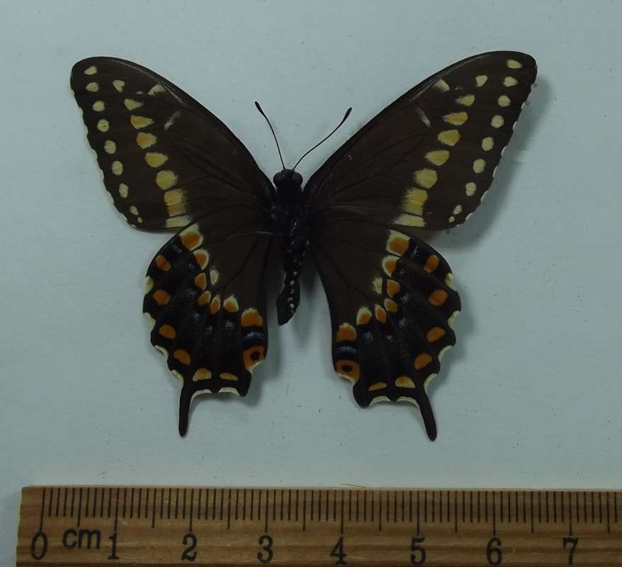 Male - Ventral View<br>(Origin of the Specimen: Dugan Collection, Calif, July 1987)
