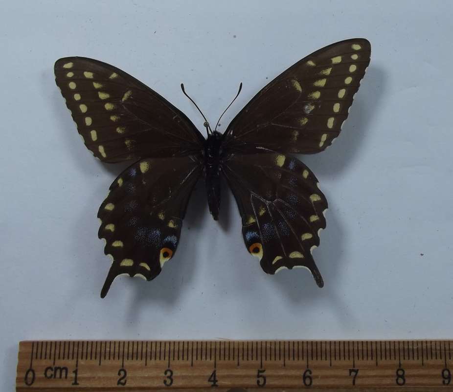 Female - Dorsal View<br>(Origin of the Specimen: Dugan Collection, Calif, July 1987)