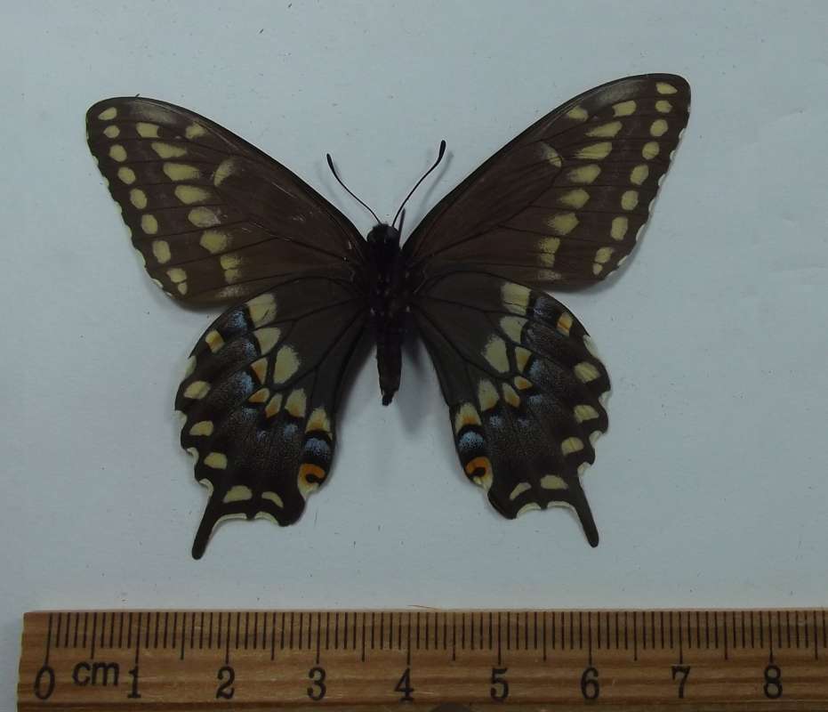 Female - Ventral View<br>(Origin of the Specimen: Dugan Collection, Calif, July 1987)