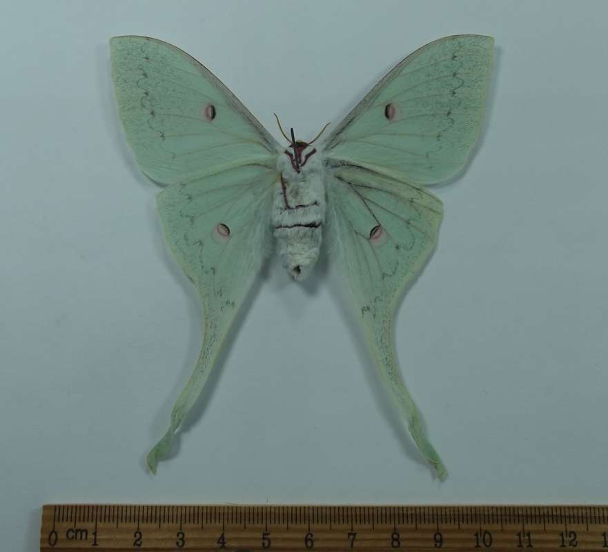 Female - Ventral<br>(Origin of the Specimen: Cambodia, Sept 1998)