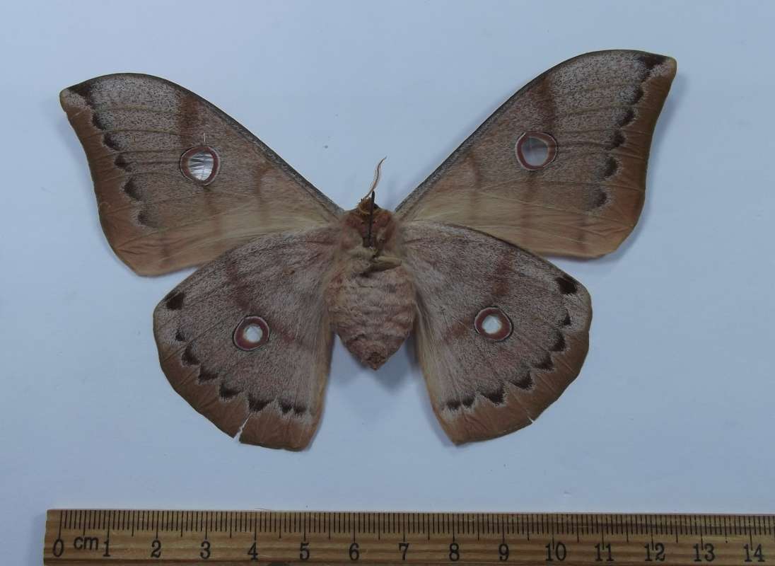 Female - Ventral View<br>(Origin of the Specimen: Thailand, May 1999)