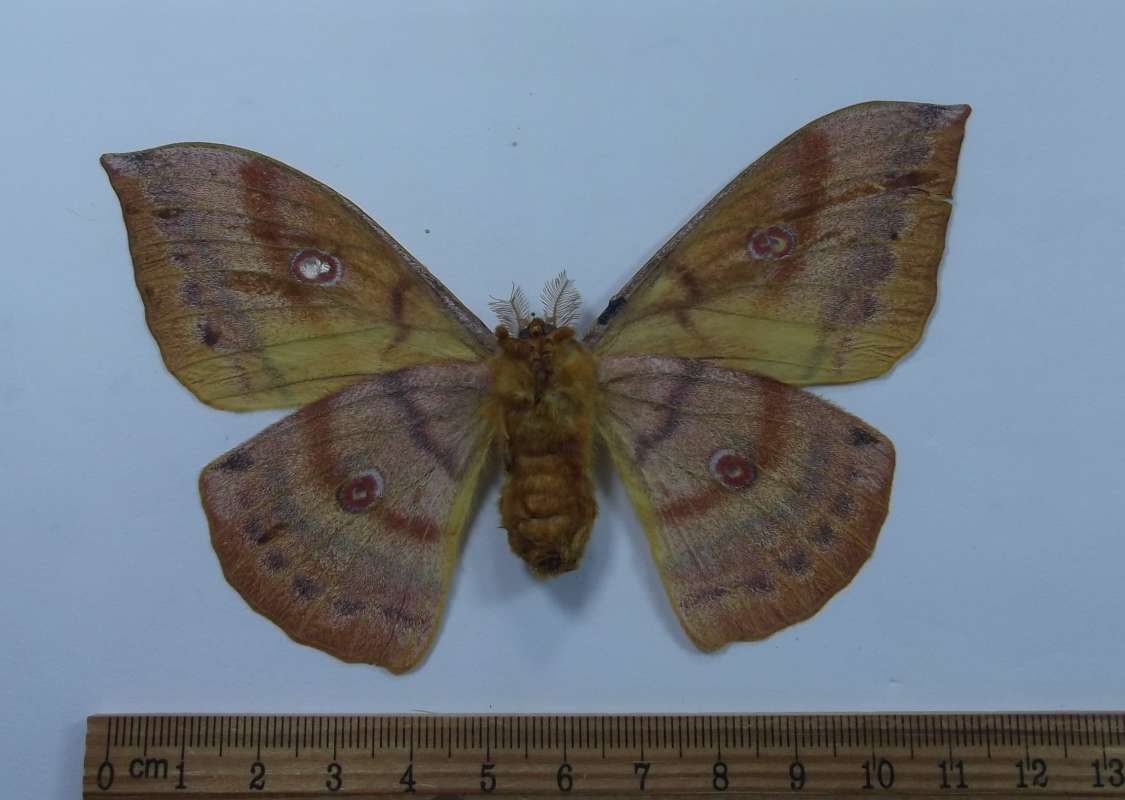 Male - Ventral View<br>(Origin of the Specimen: South Korea, April 2001)