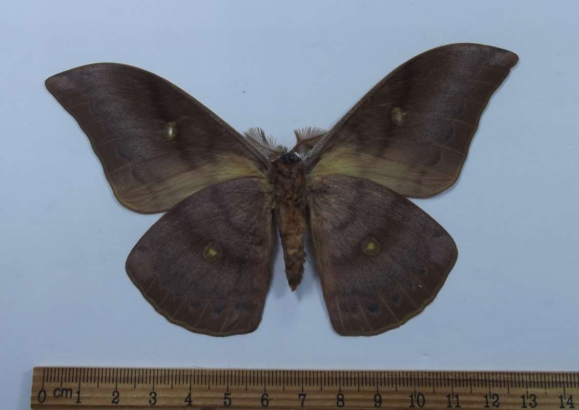 Male - Ventral<br>(Origin of the Specimen: Japan, August 2009)