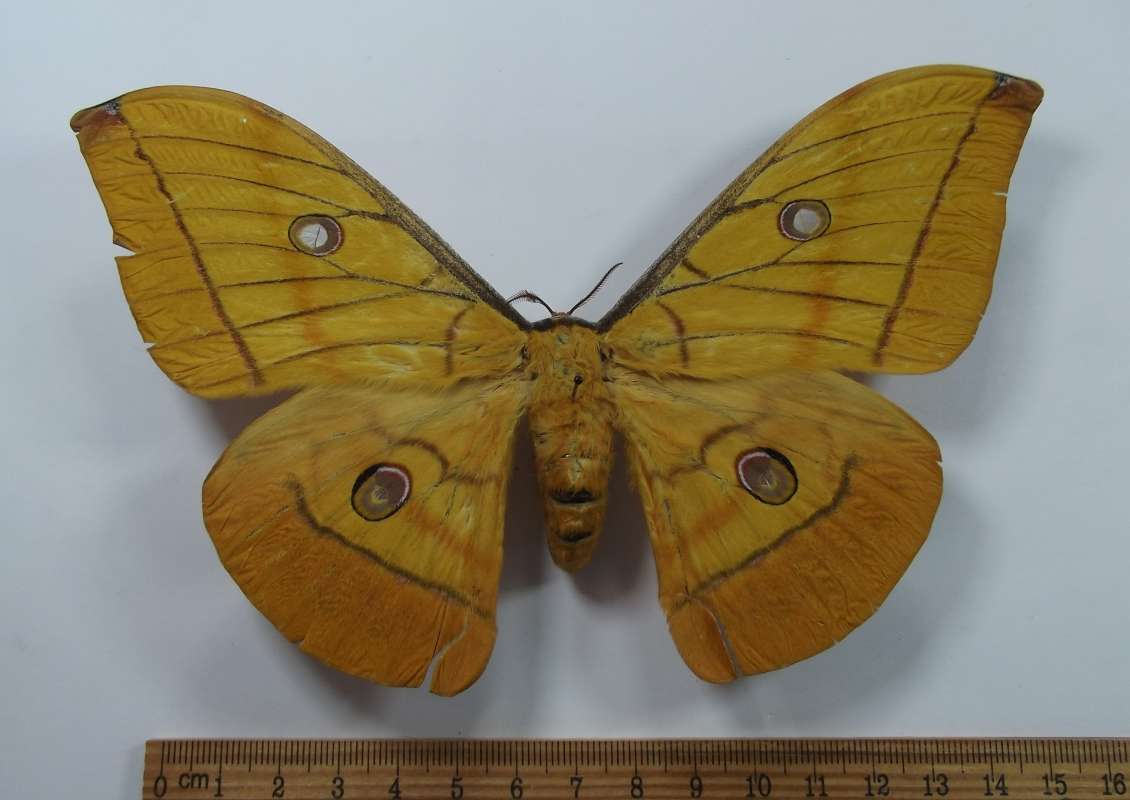 Female - Dorsal<br>(Origin of the Specimen: Bohol, Philippines, May 2011)