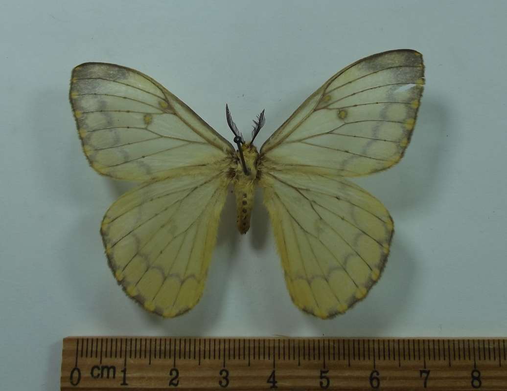 Female -Dorsal View<br>(Origin of the Specimen: Natal, R.S.A., October 2011)