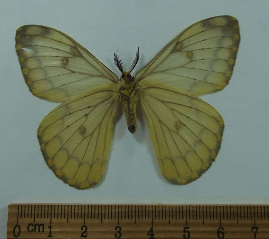 Female - Ventral View<br>(Origin of the Specimen: Natal, R.S.A., October 2011)