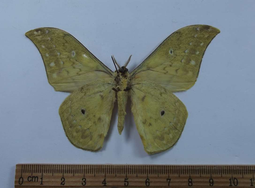 Male - Ventral View<br>(Origin of the Specimen: Sierra Leone, July 1999)