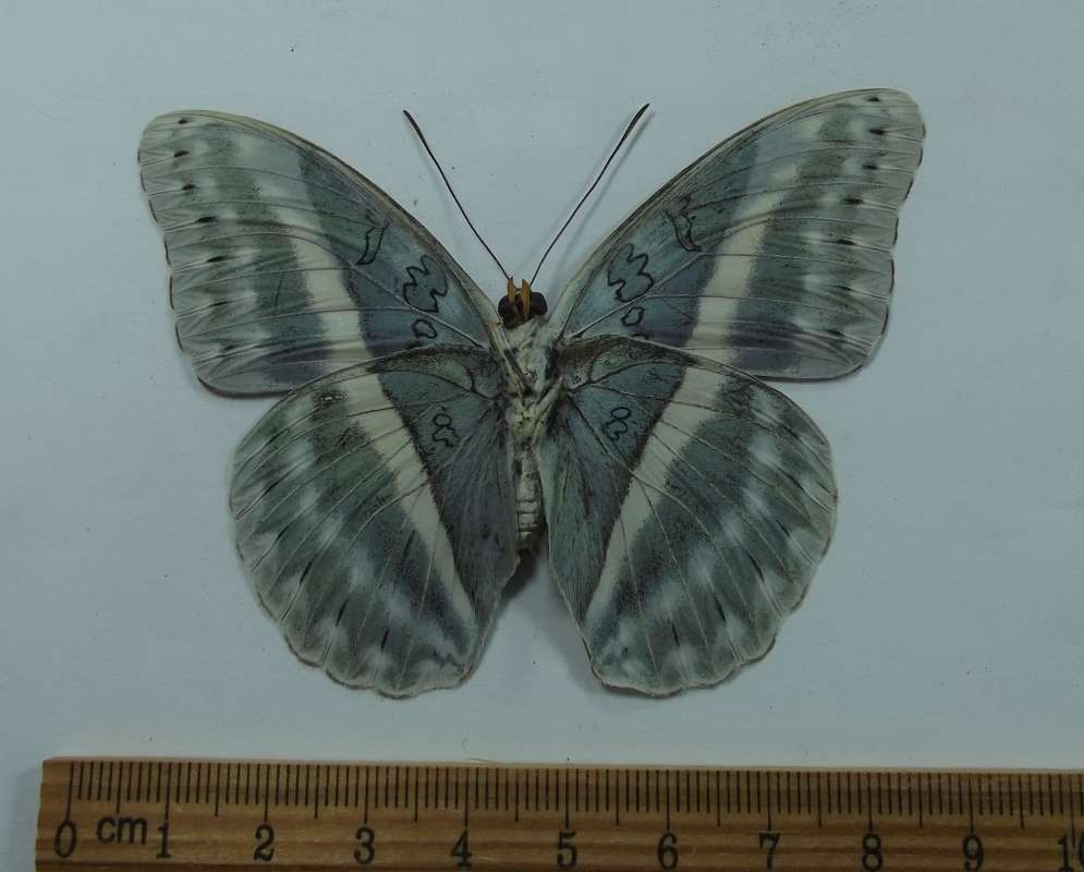 Male - Ventral View<br>(Origin of the Specimen: Uganda, July 1978)