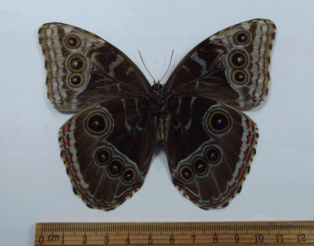 Female - Ventral View<br>(Origin of the Specimen: Panama, Dec. 2011)