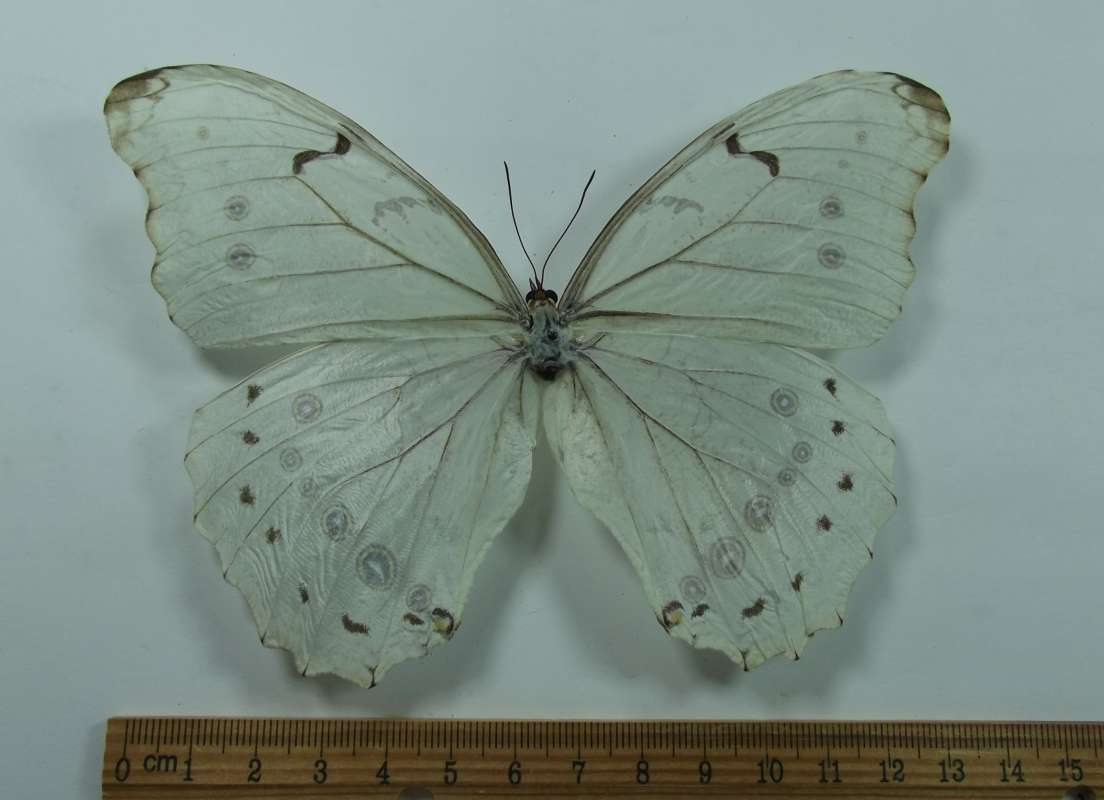 Female - Dorsal View<br>(Origin of the Specimen: Honduras, July 2003)
